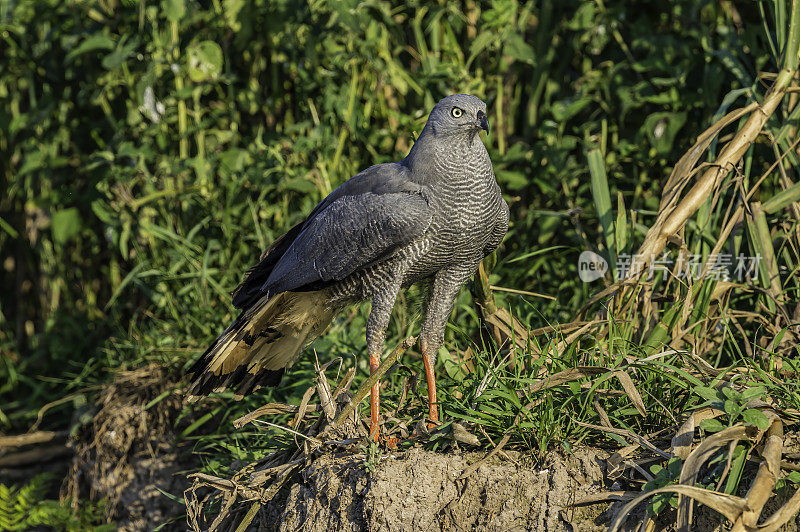 鹤鹰(Geranospiza caerulescens)是鹰科的一种猛禽。在巴西的潘塔纳尔。